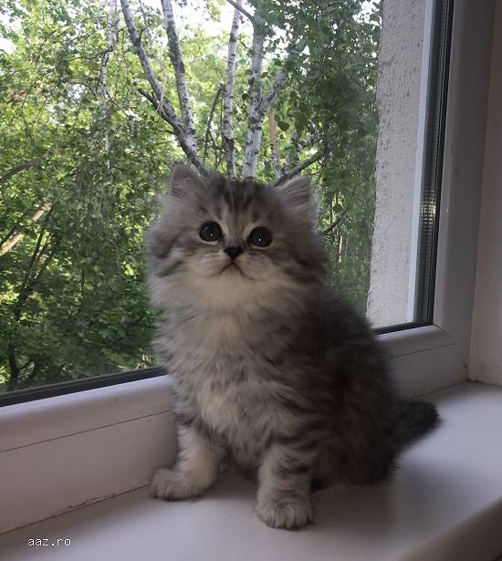 Pui British Longhair