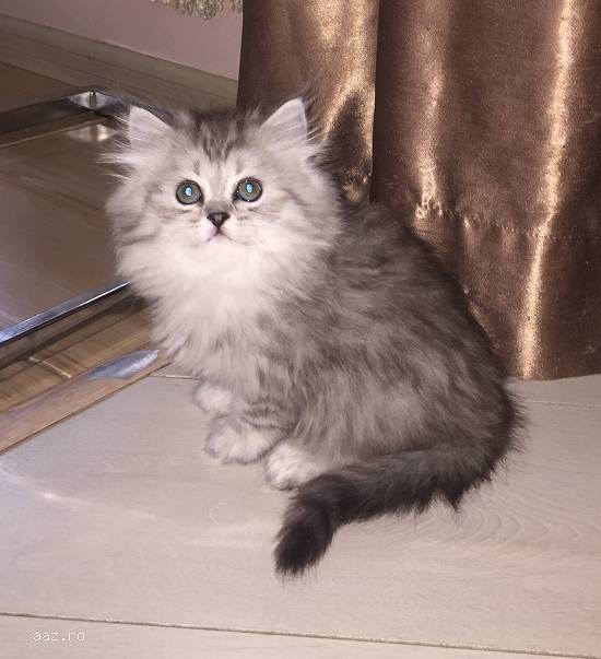 Pui British Longhair