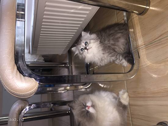 Pui British Longhair