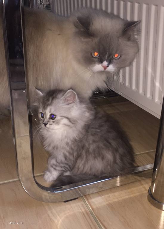 Pui British Longhair