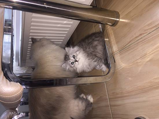 Pui British Longhair