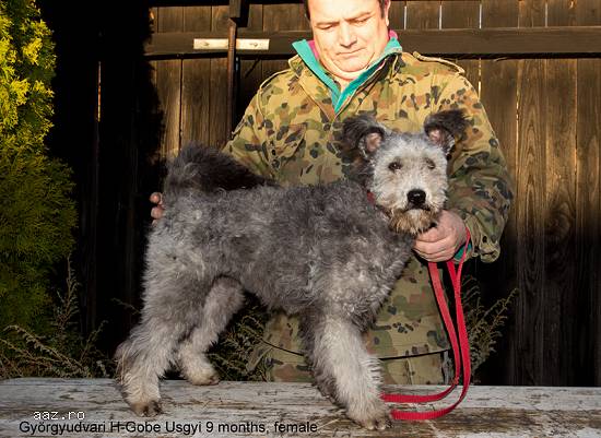 Pumi