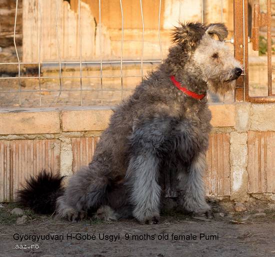 Pumi