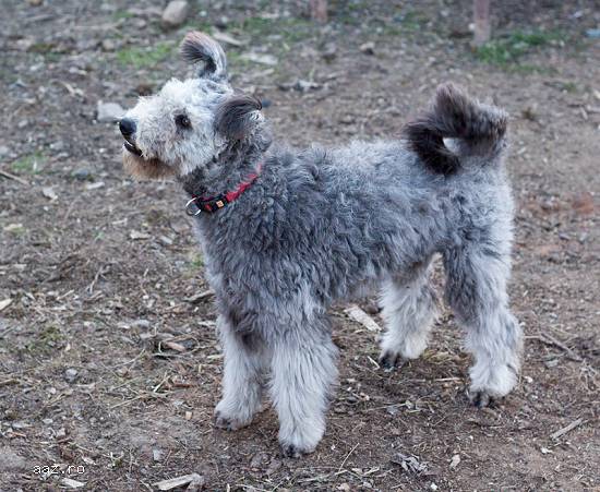 Pumi