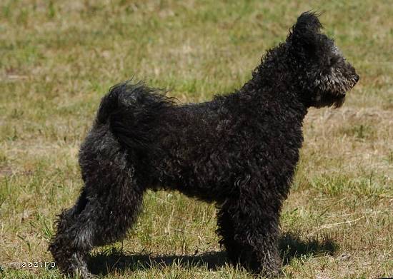 Pumi