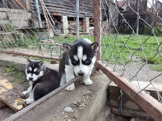 Puii husky