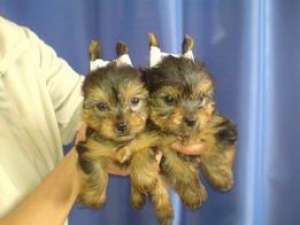 yorkshire terrier