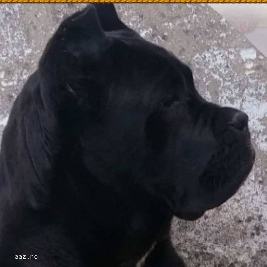 Cane corso - pui de calitate superioară de vânzare