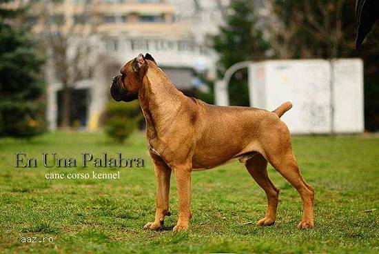Cane corso - pui de calitate superioară de vânzare