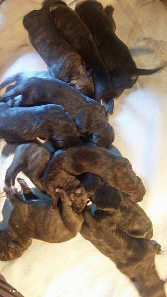 Cane corso - pui de calitate superioară de vânzare