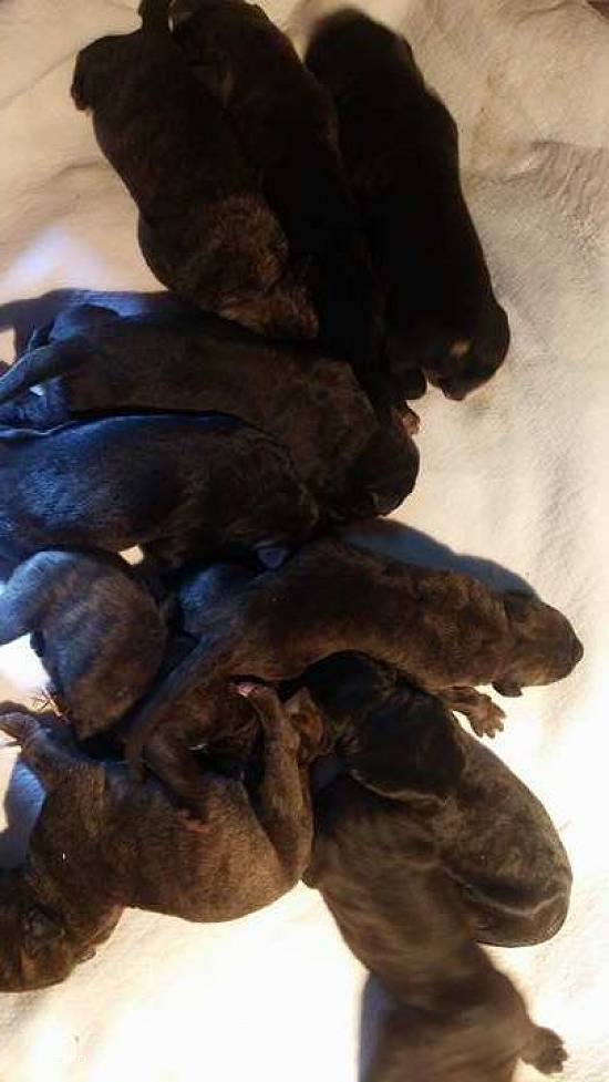Cane corso - pui de calitate superioară de vânzare