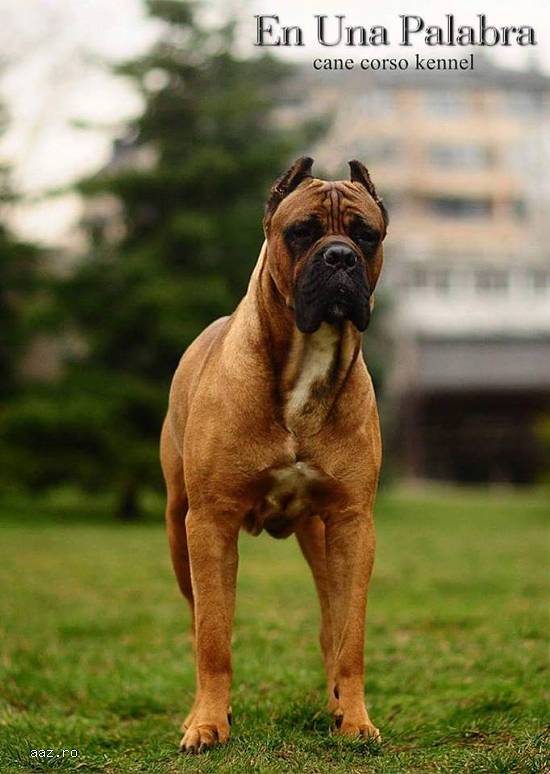 Cane corso - pui de calitate superioară de vânzare