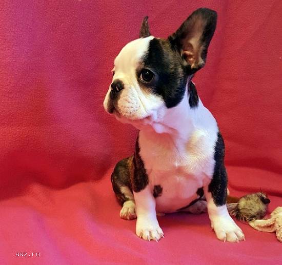 Tuf bulldog francez