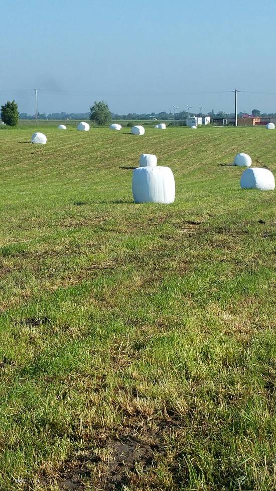Vand 10000 baloti lucerna semisiloz  infoliati
