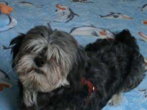 Un barbat frumos ma cheama Ryky si sunt METIS BICHON