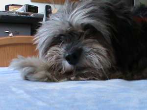 Un barbat frumos ma cheama Ryky si sunt METIS BICHON