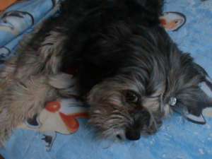 Un barbat frumos ma cheama Ryky si sunt METIS BICHON