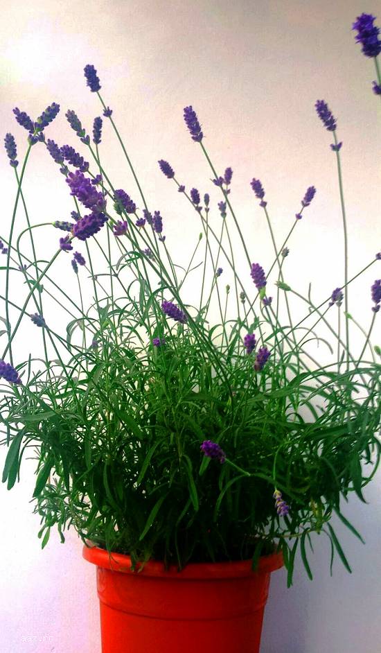 VAND SEMINTE LAVANDA -LAVANDULA ANGUSTIFOLIA