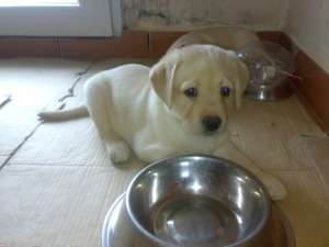 vand catei labrador retriever