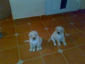 vand catei labrador retriever