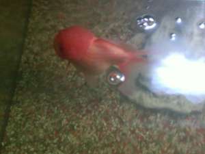 Caras de Oranda (carasei cu capison)