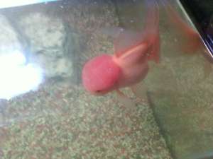 Caras de Oranda (carasei cu capison)
