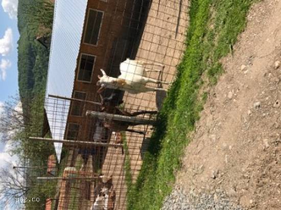 Vand Capre,   Tapi si iezi cu pedigree