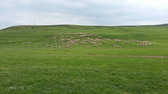 Vand 300 de oi (rasa Tarcana Alba) fatate