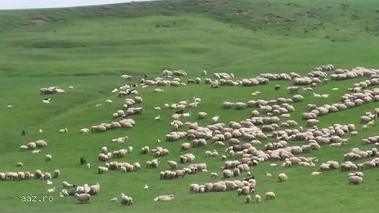 Vand 300 de oi (rasa Tarcana Alba) fatate