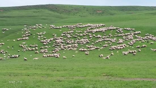 Vand 300 de oi (rasa Tarcana Alba) fatate