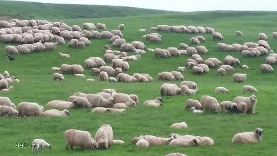 Vand 300 de oi (rasa Tarcana Alba) fatate