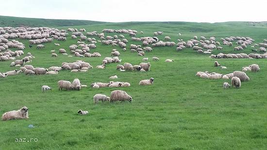 Vand 300 de oi (rasa Tarcana Alba) fatate