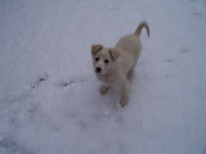 Dau spre adoptie