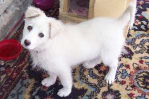 Dau spre adoptie