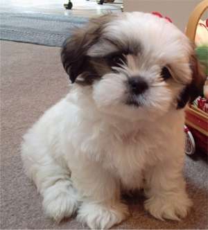 adopt bischon malteze sau shih-tzu