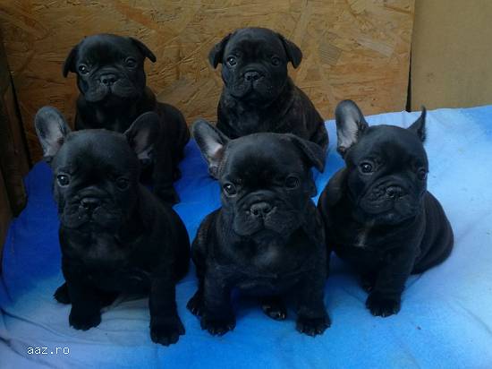 Bulldog Francez cu pedigree