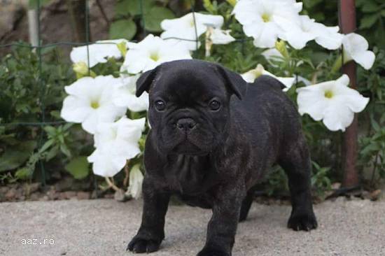 Bulldog Francez cu pedigree