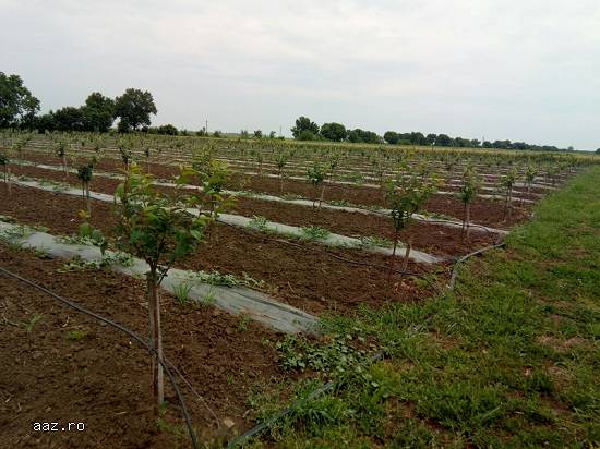 Vand livada nou infiintata comuna greaca 3.2 ha