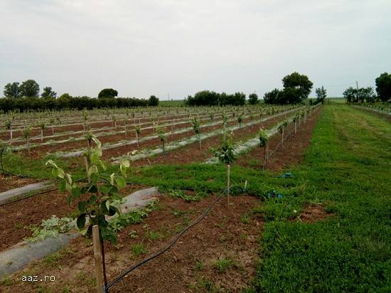 Vand livada nou infiintata comuna greaca 3.2 ha