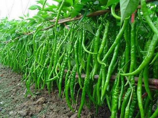 Vand legume si fructe