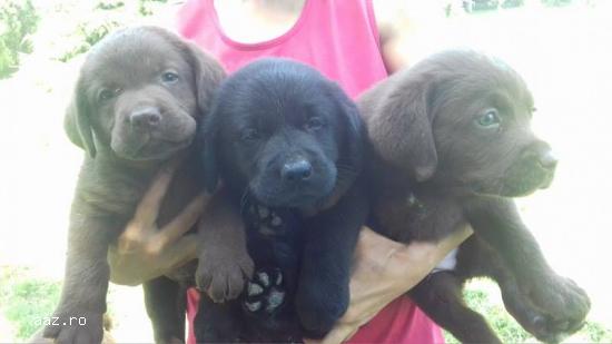catei LABRADOR Retriever Poze