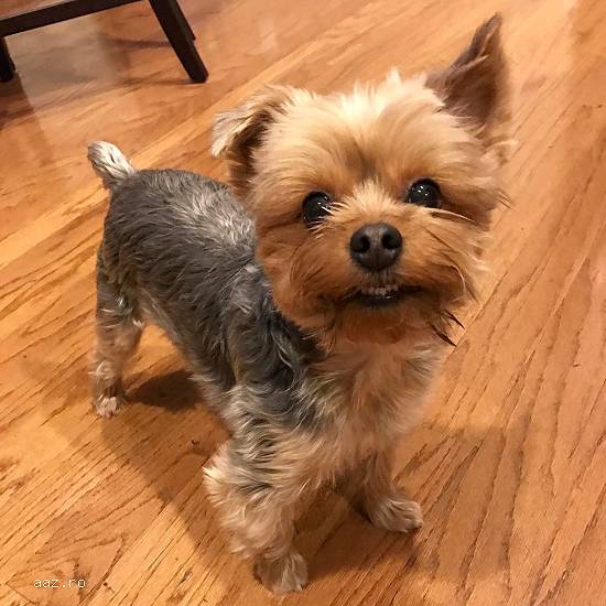 catelus Yorkie de vanzare