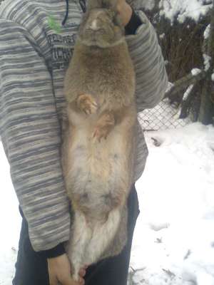 iepuri de karne 15 kg