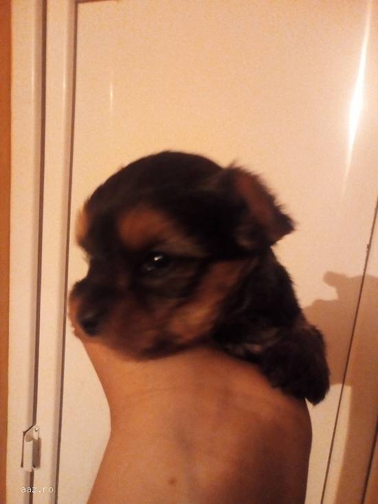 Yorkshire terrier toy