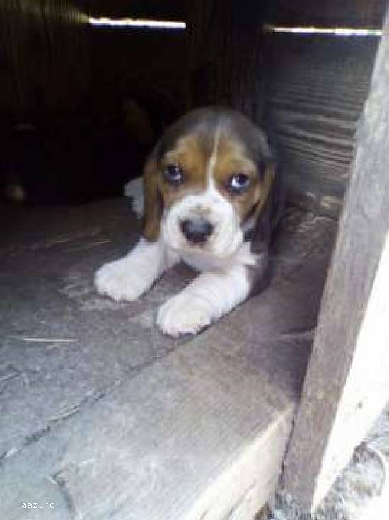 Beagale