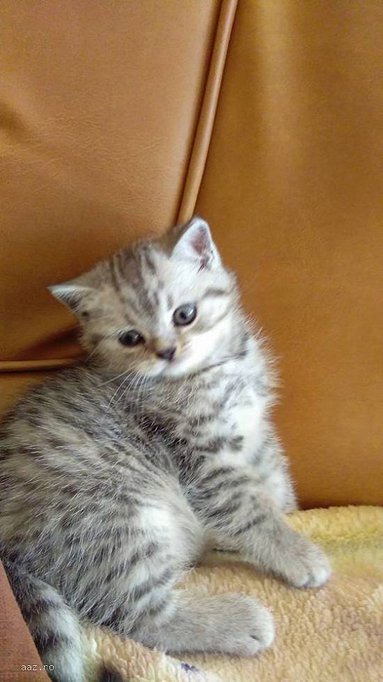 Vand pisicute british shorthair