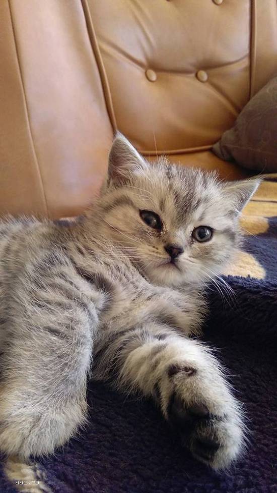Vand pisicute british shorthair
