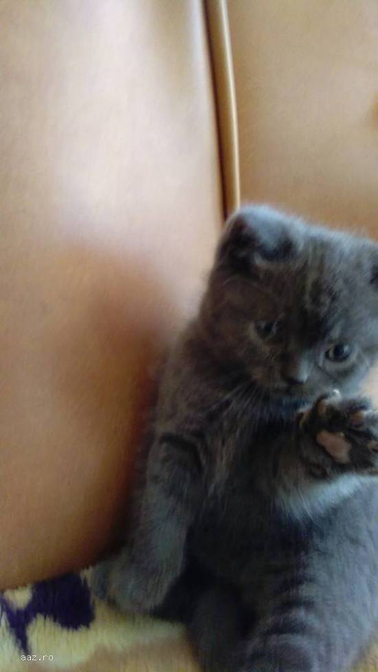 Vand pisicute british shorthair