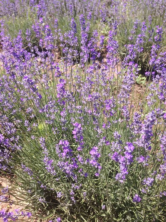 Ulei de lavanda