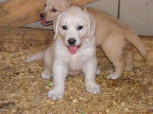 Vand pui Labrador si Golden Retriever